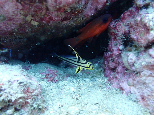 Cardinal fish (Apogon dovii) — Apogonidae
