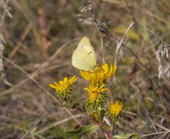 Colias erate