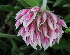 Trifolium attenuatum
