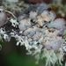 Textured Lung Lichen - Photo (c) Tab Tannery, some rights reserved (CC BY-NC-SA)