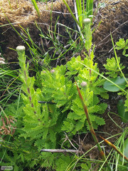 Osmitopsis dentata