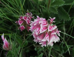 Trifolium attenuatum
