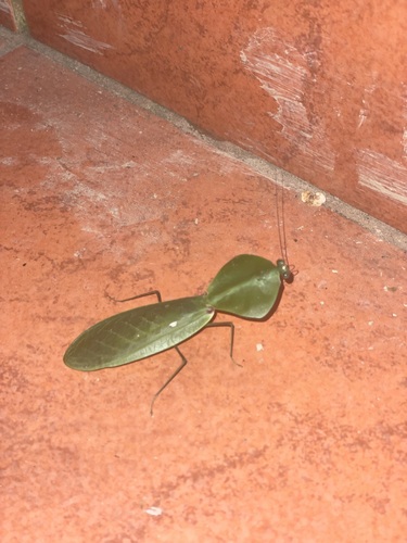 Tropical Shield Mantis