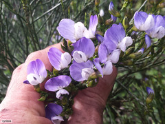 Psoralea aphylla