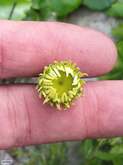 Osmitopsis dentata