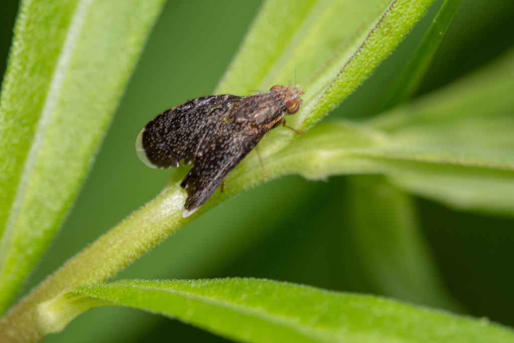Eutreta from Northeast Carrollton, Carrollton, TX, USA on April 19