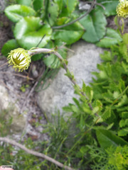 Osmitopsis dentata