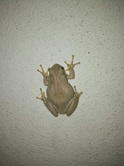 Hyla euphorbiacea