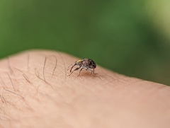 Bicudo-do-algodoeiro (Anthonomus grandis)