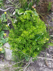 Osmitopsis dentata