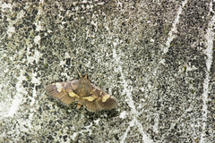 Syngamia falsidicalis