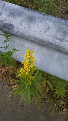 Solidago sempervirens