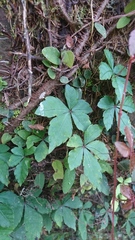 Tetrastigma obtectum glabrum