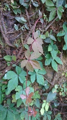 Tetrastigma obtectum glabrum