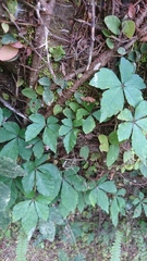 Tetrastigma obtectum glabrum