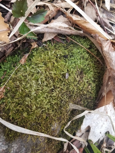 Taxiphyllum deplanatum, 2023-04-20