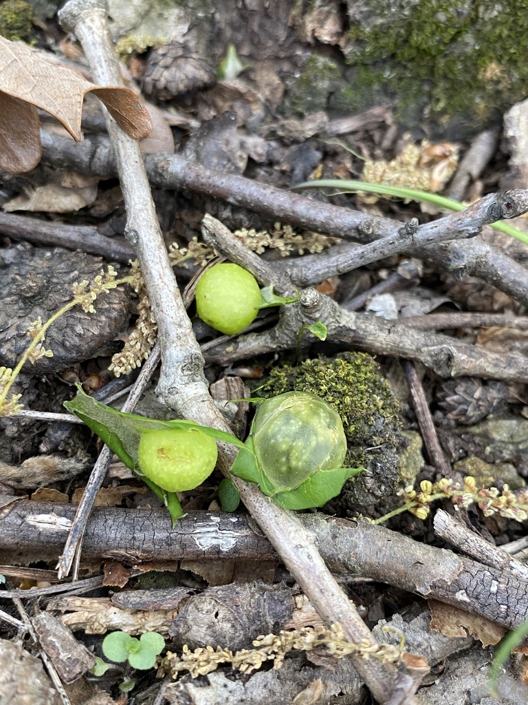 Oak Gall Wasps in April 2023 by jim · iNaturalist