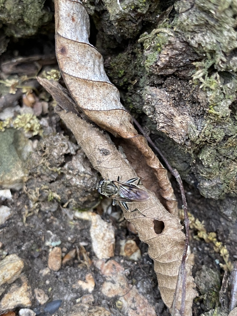 Eastern Catkin Fly in April 2023 by Jim Oehmke · iNaturalist