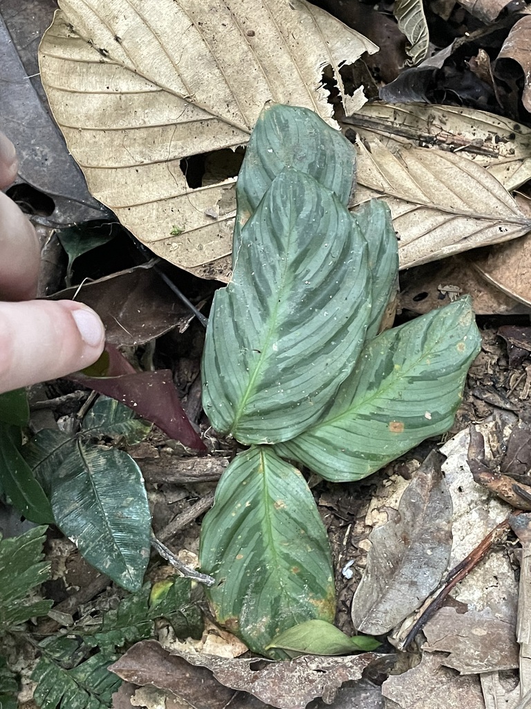 Goeppertia fucata (Goeppertia fucata)