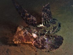 Dactylopus dactylopus