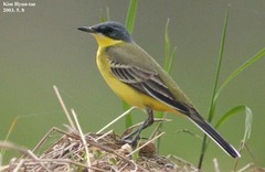 Motacilla
