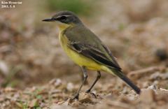 Motacilla