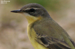Motacilla