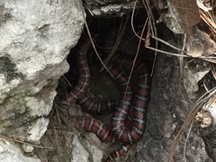 Lampropeltis knoblochi