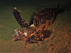 Dactylopus dactylopus