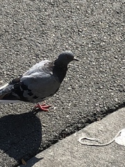 Columba livia