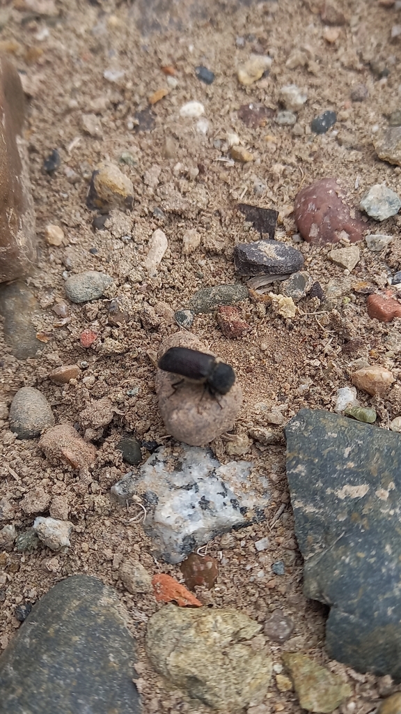 Dexicrates robustus