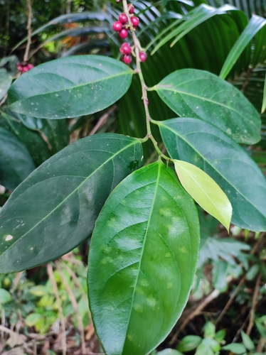 Lacistema aggregatum, photograph 6