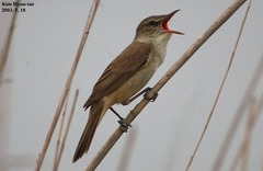 Acrocephalus orientalis