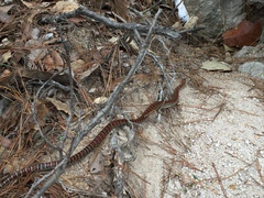 Lampropeltis knoblochi