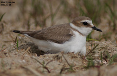 Charadrius alexandrinus