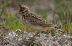 Alauda arvensis