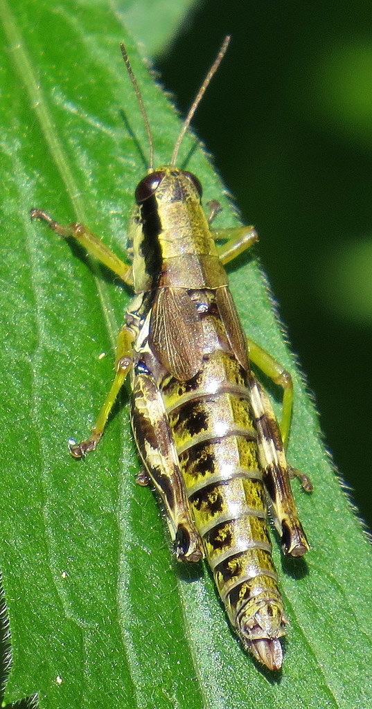 Hebard's Green-legged Grasshopper
