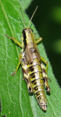 Hebard's Green-legged Grasshopper