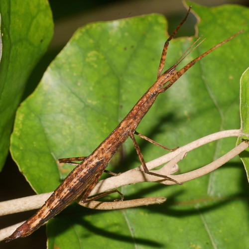 Common Ridge-backed Stick-insect photo 3