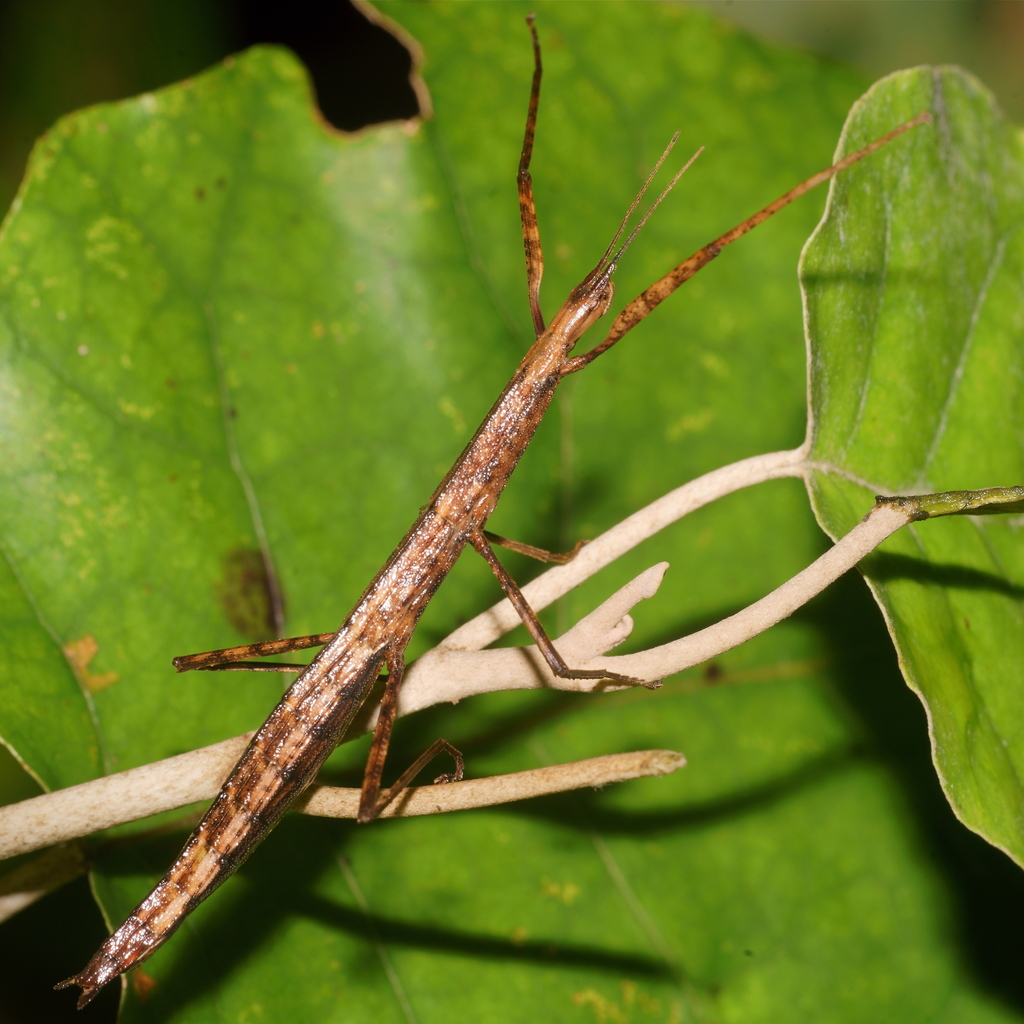 Common Ridge-backed Stick-insect