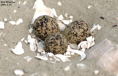 Charadrius alexandrinus