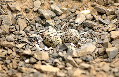 Charadrius alexandrinus