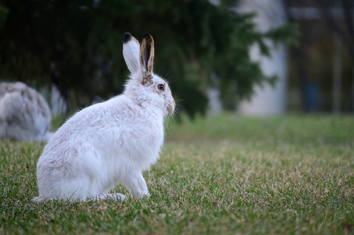 White-tailed Jackrabbit
