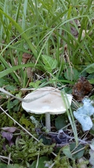 Fungi