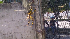 Trichonephila clavipes