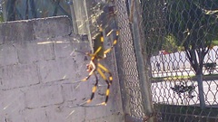 Trichonephila clavipes