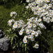 Snow Groundsel - Photo (c) Nuytsia@Tas, some rights reserved (CC BY-NC-SA)