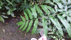 Coniogramme intermedia