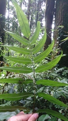 Coniogramme intermedia