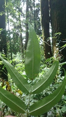 Coniogramme intermedia